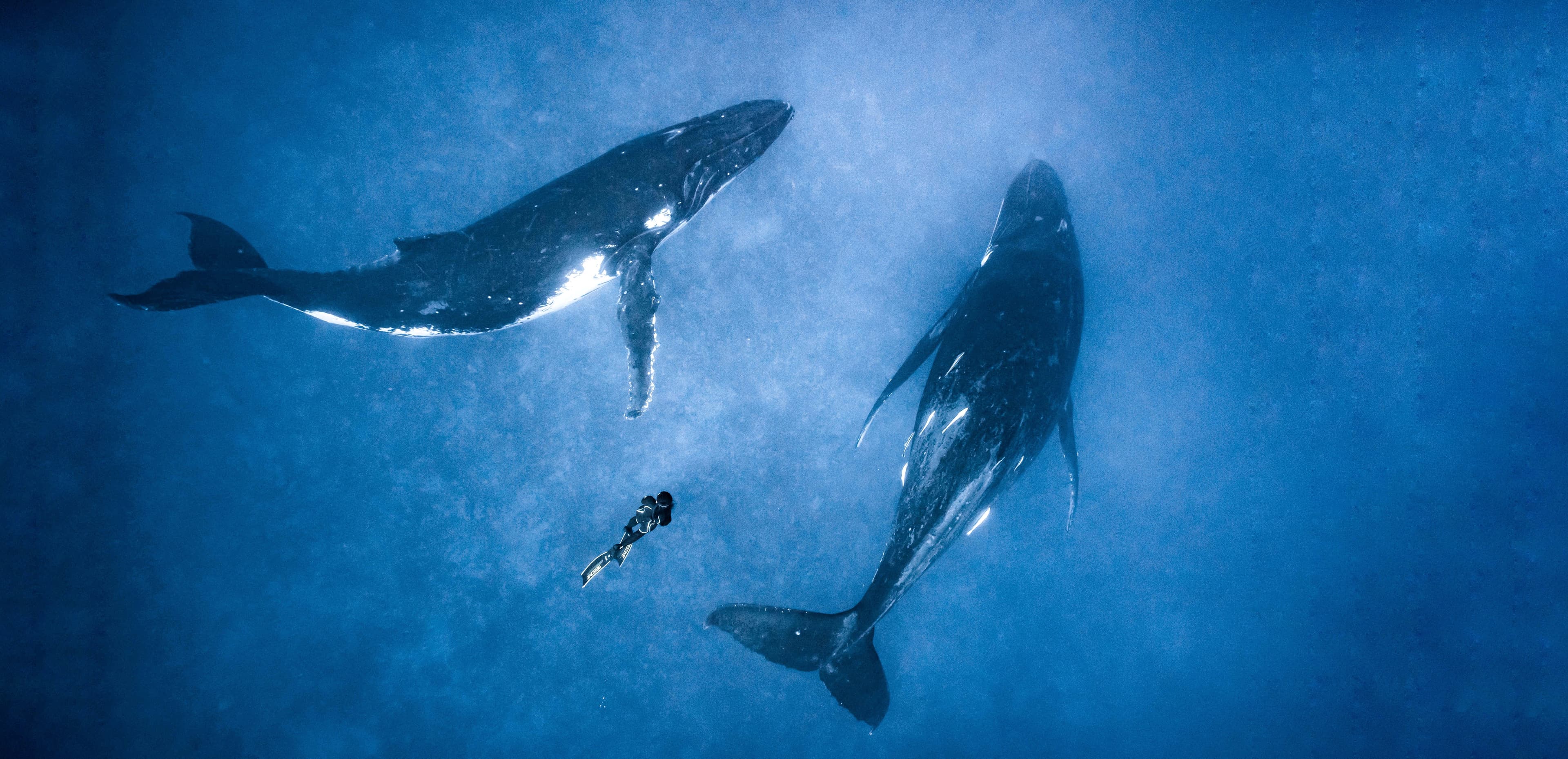 Lab Within - Freediving and transformation